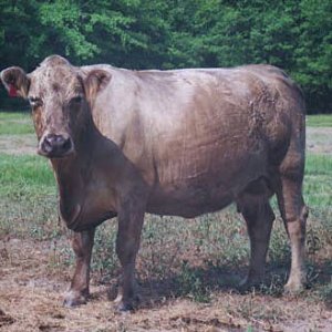 browncow